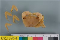 藏品(紅螯螳臂蟹)的圖片